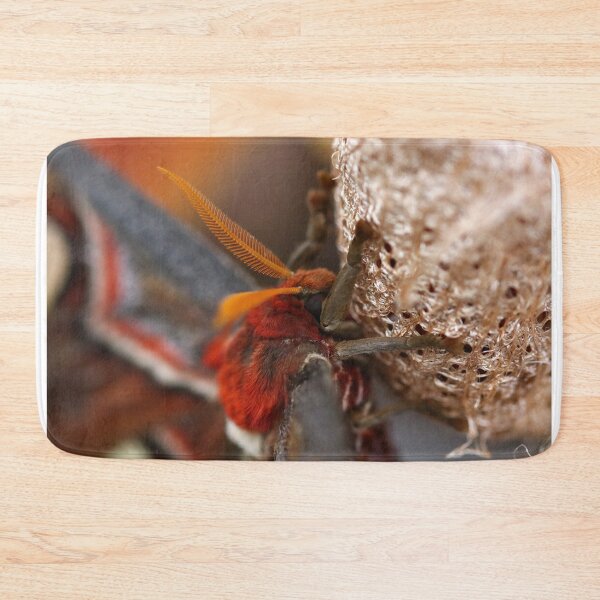 Item preview, Atlas moth close up designed and sold by GreyFeatherPhot.