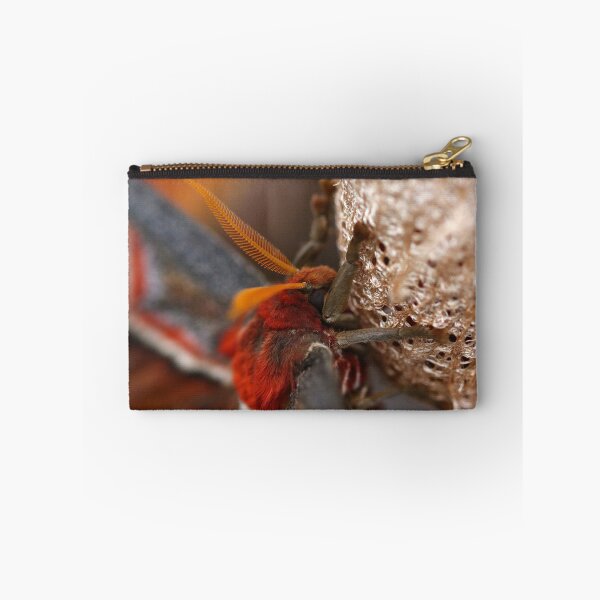 Item preview, Atlas moth close up designed and sold by GreyFeatherPhot.