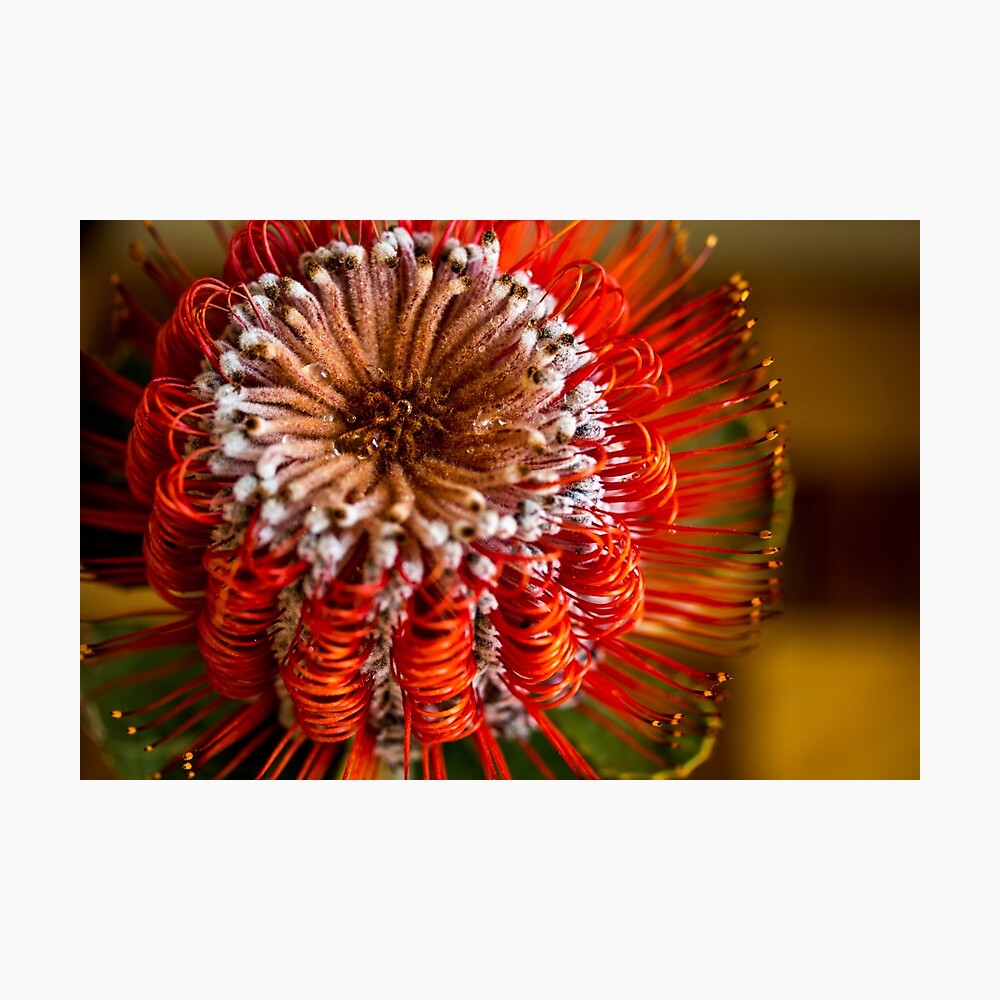 Banksia Ashbyi Wikipedia