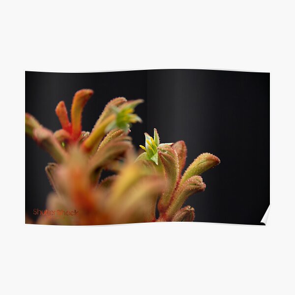 Kangaroo Paw. Poster