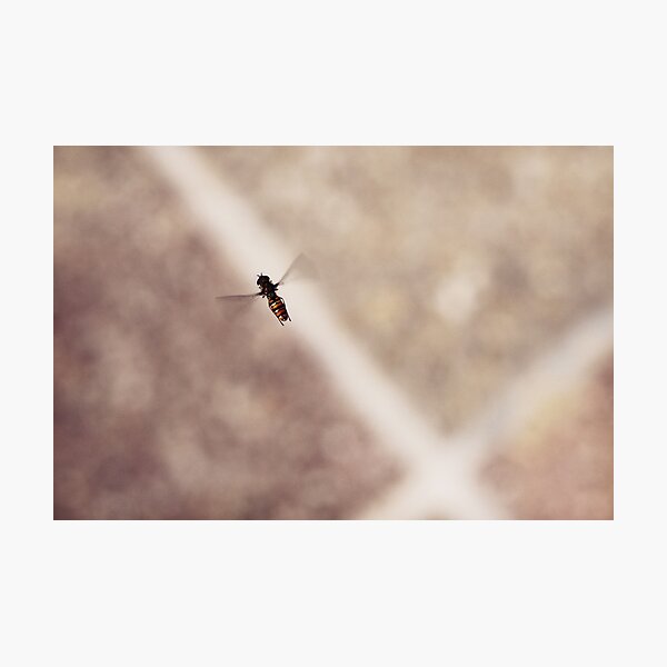 Photographic Print