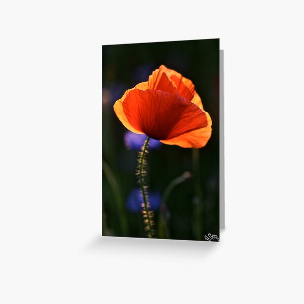 Aperçu de l'œuvre Eternal love poppies . by Brown Sugar .Favorites: 5 Views: 358 .  So happy friends !!! Woo Hoo !!! créée et vendue par © Andrzej Goszcz,M.D. Ph.D.