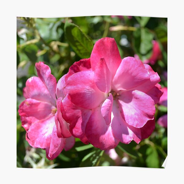 Summer Roses Poster