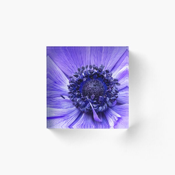 Blue Anemone Acrylic Block