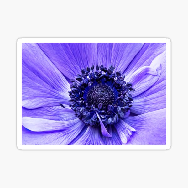 Blue Anemone Sticker