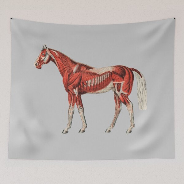 Item preview, Horse Skeleton Muscles designed and sold by Flamin' Galah.