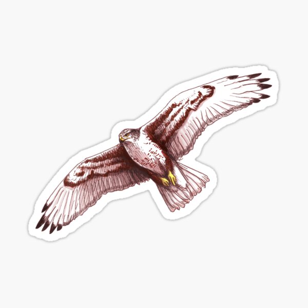 Ferruginous Hawk - Buteo regalis Sticker