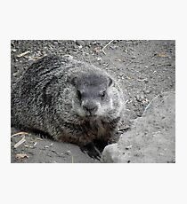 Groundhog day! Photographic Print
