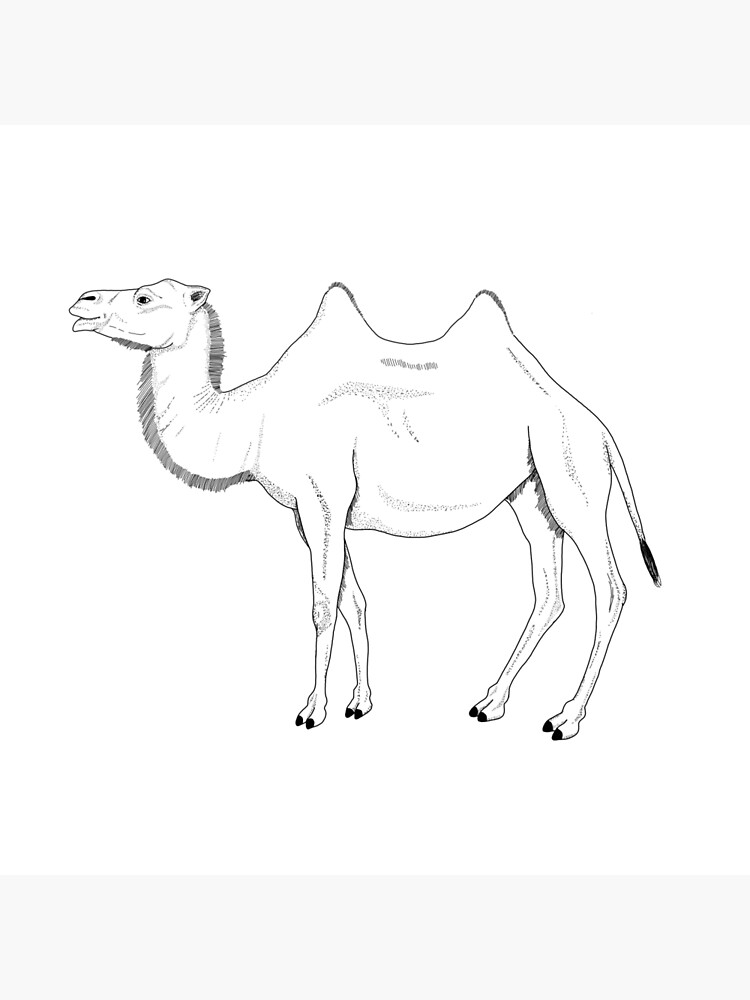 Black and white Camel drawing