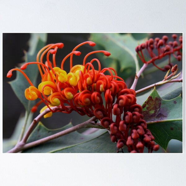Item preview, Grevillea aurea designed and sold by andrachne.