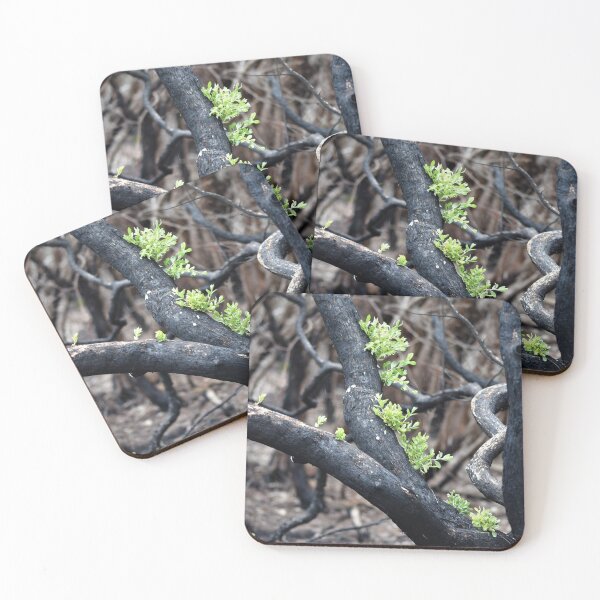 Item preview, Bushfire aftermath designed and sold by cosmicpower.