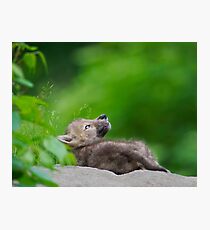 Pondering Life Photographic Print