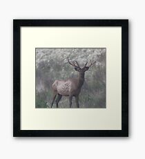 bull elk Framed Print
