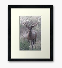 bull elk challenge Framed Print