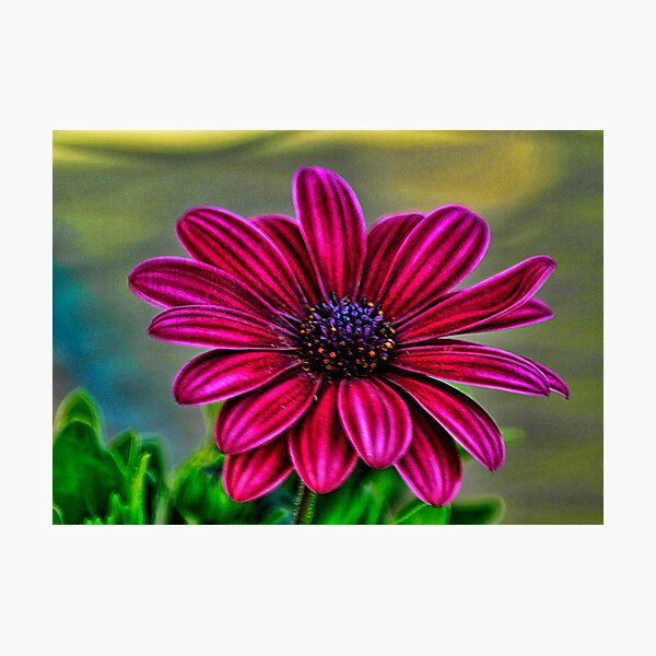 Artikelvorschau, African Daisy entworfen und verkauft von Brenda Burnett.