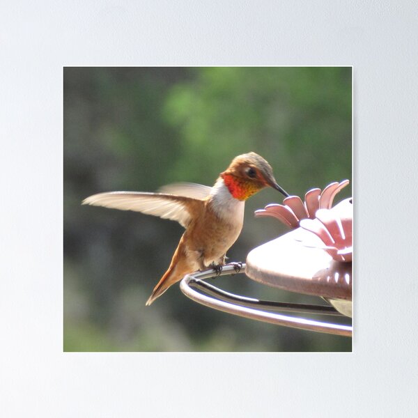 Item preview, rofous bokeh back designed and sold by Christine Ford.