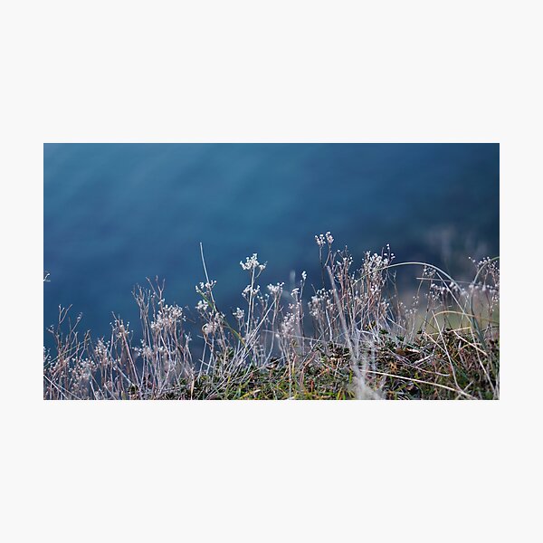Item preview,  lake ohrid dry flower macro designed and sold by distracted.