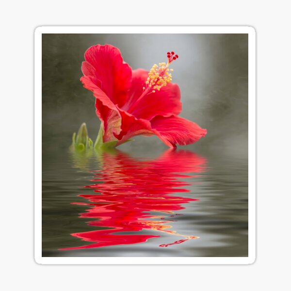 Item preview, Dreamy Hibiscus designed and sold by Elisabeth Lucas.