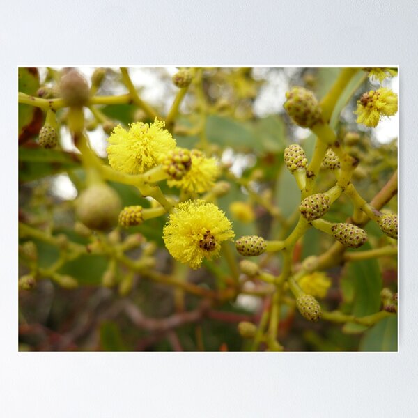 Item preview, ONP Acacia blossoms designed and sold by beeden.