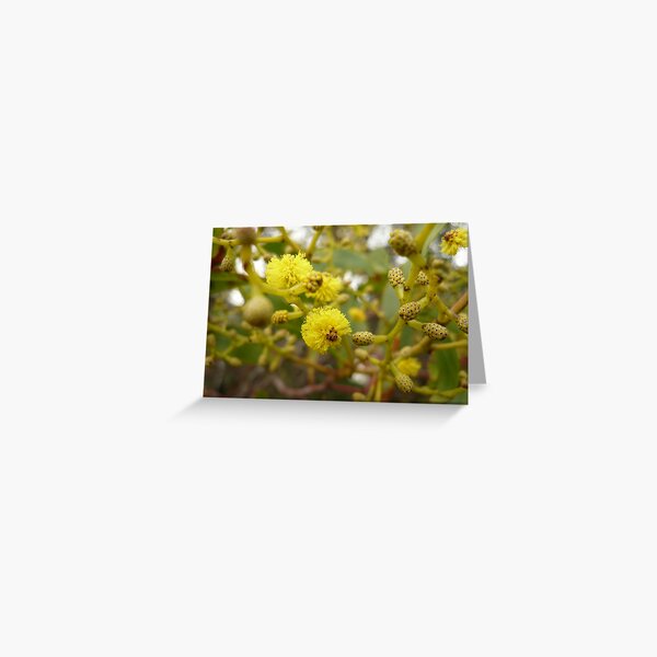 Item preview, ONP Acacia blossoms designed and sold by beeden.