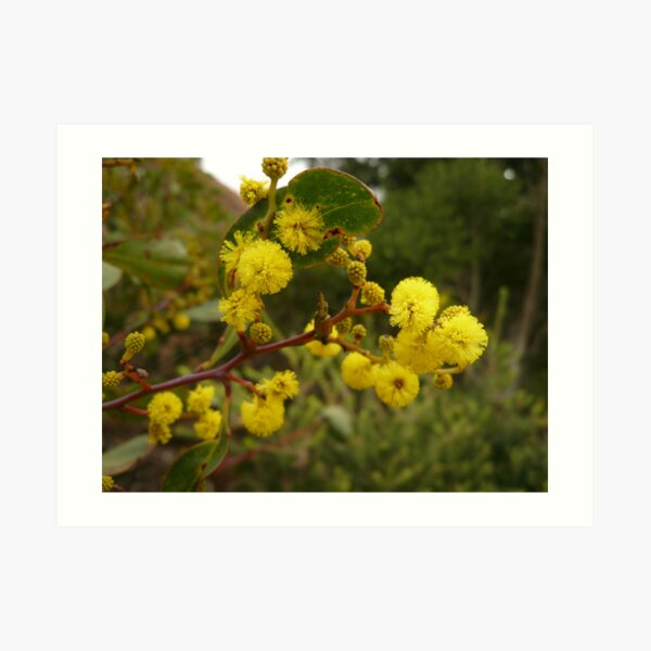 ONP Acacia Blossoms 2 Art Print