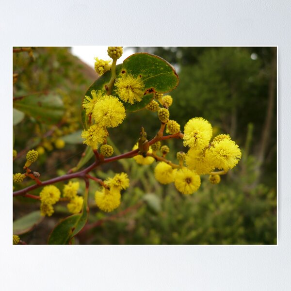 Item preview, ONP Acacia Blossoms 2 designed and sold by beeden.
