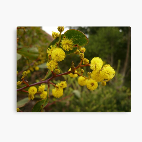Item preview, ONP Acacia Blossoms 2 designed and sold by beeden.