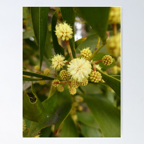 Item preview, ONP Acacia Blossom 4 designed and sold by beeden.
