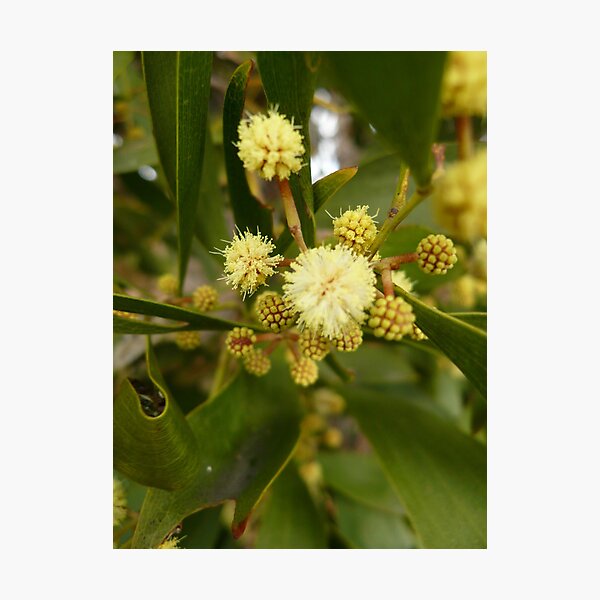 Item preview, ONP Acacia Blossom 4 designed and sold by beeden.