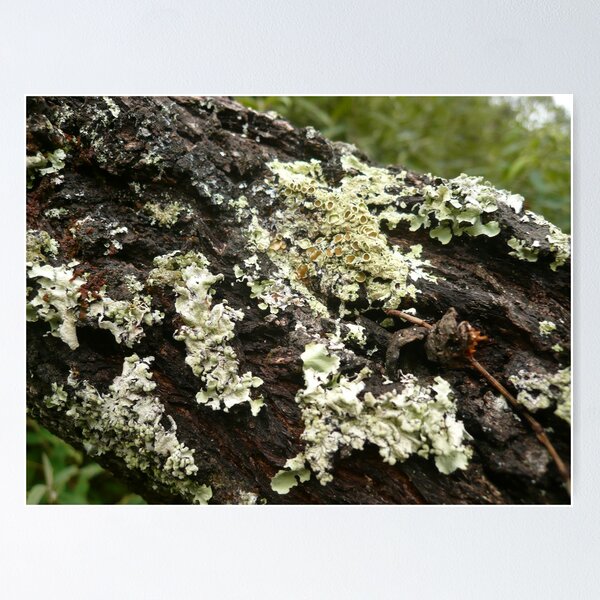 Item preview, ONP Lichen designed and sold by beeden.