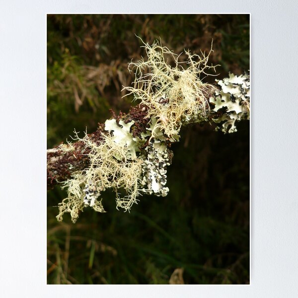 Item preview, ONP Lichen 2 designed and sold by beeden.