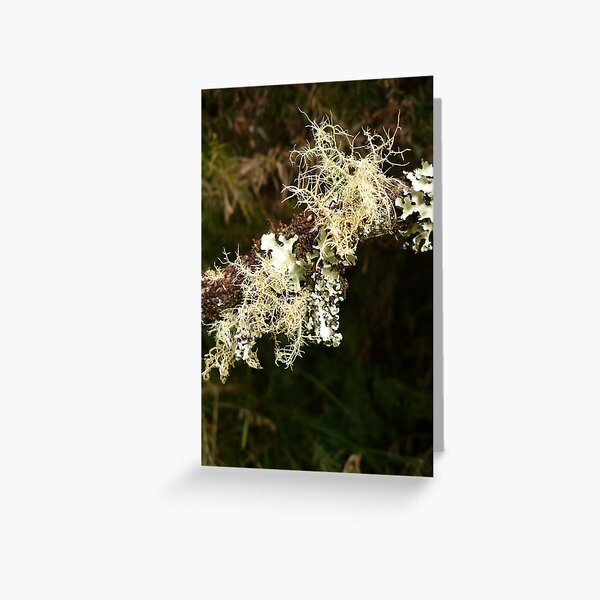 Item preview, ONP Lichen 2 designed and sold by beeden.