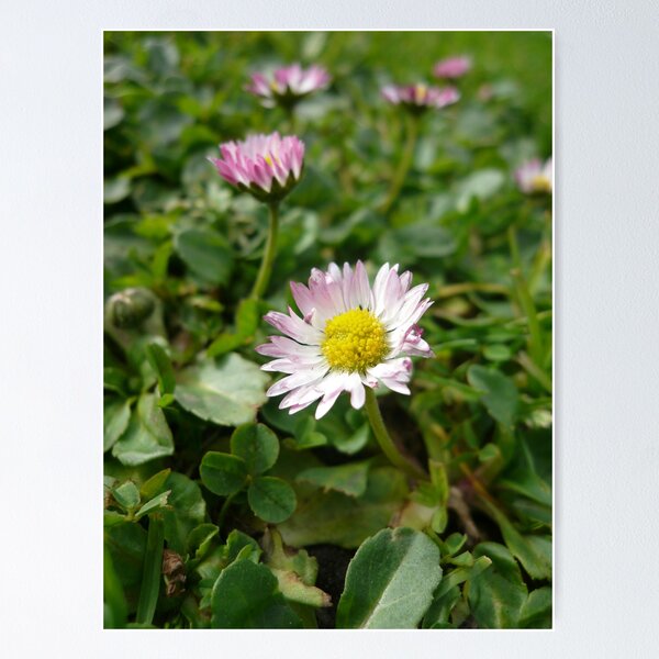 Item preview, ONP Daisies designed and sold by beeden.