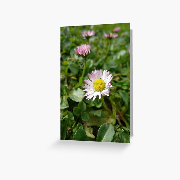 Item preview, ONP Daisies designed and sold by beeden.