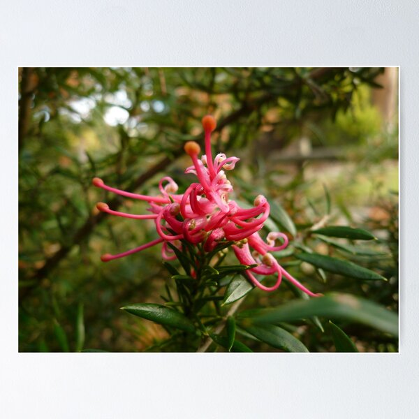 Item preview, ONP Grevillea designed and sold by beeden.