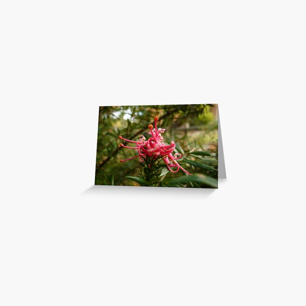 Item preview, ONP Grevillea designed and sold by beeden.