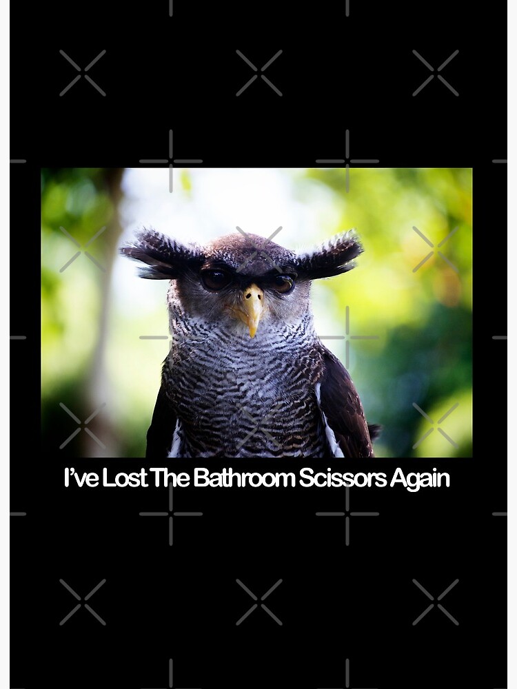 I've Lost The Bathroom Scissors Again - Owlbrows - Funny Owl