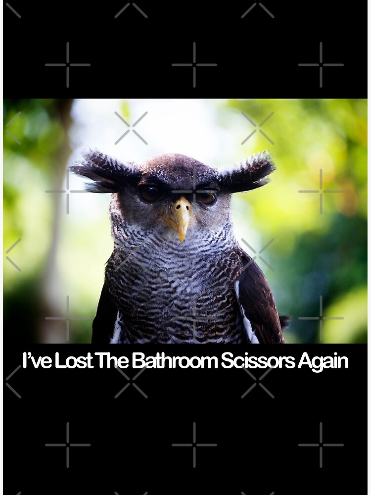 I've Lost The Bathroom Scissors Again - Owlbrows - Funny Owl Greeting  Card for Sale by Thingy72