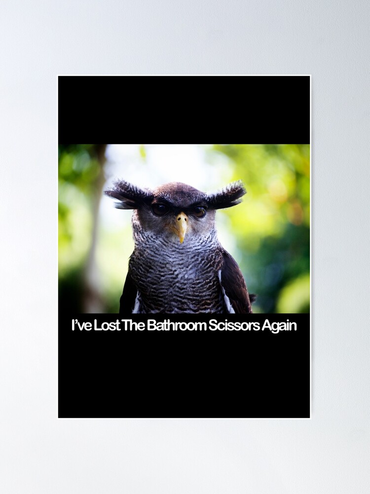 I've Lost The Bathroom Scissors Again - Owlbrows - Funny Owl | Greeting Card
