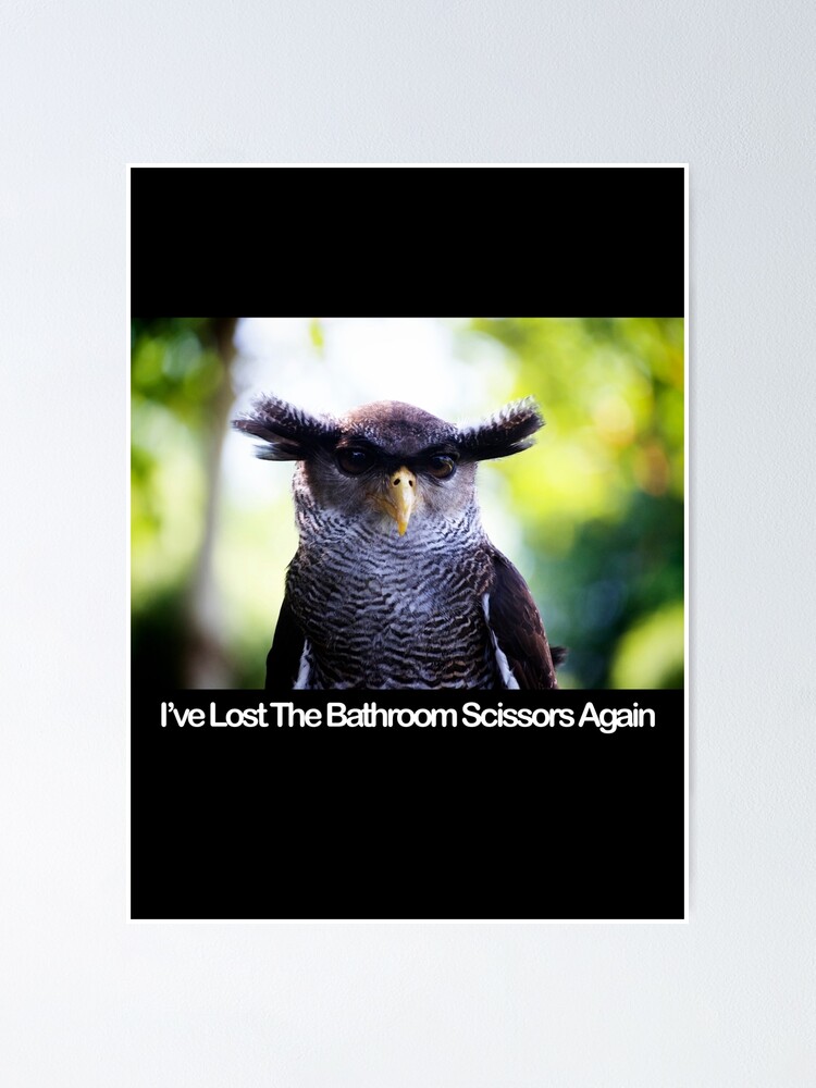 I've Lost The Bathroom Scissors Again - Owlbrows - Funny Owl Greeting Card  for Sale by Thingy72