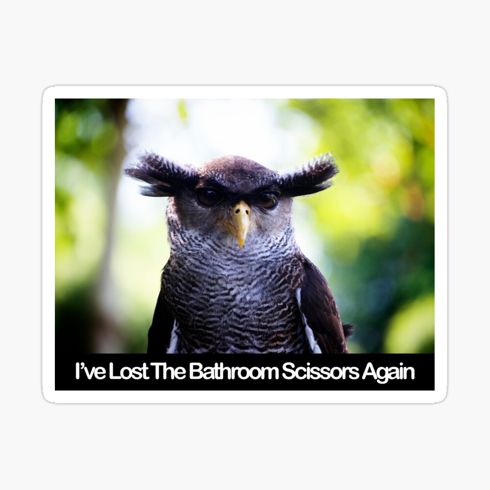 I've Lost The Bathroom Scissors Again - Owlbrows - Funny Owl