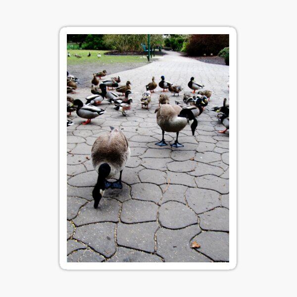 Feeding the Geese Sticker