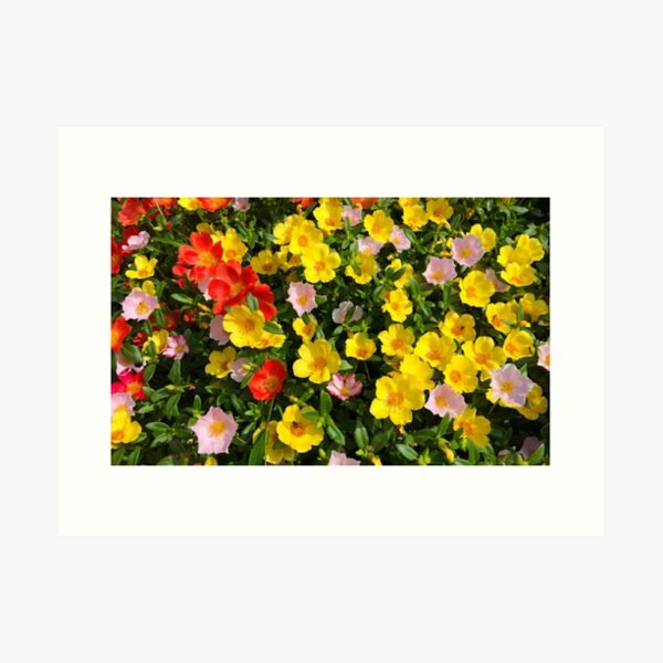 moss rose,how to grow Art Print