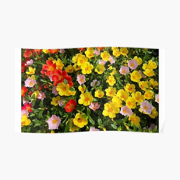 moss rose,how to grow Poster