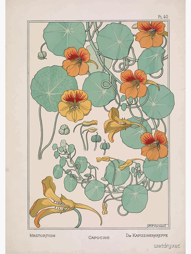Plante et Ses Applications Ornementales Ornamental Plants Grasset Eugene Maurice Pillard Verneuil 1896 Art Nouveau 0079 Nasturtium by wetdryvac
