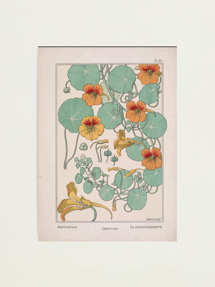 Alternate view of Plante et Ses Applications Ornementales Ornamental Plants Grasset Eugene Maurice Pillard Verneuil 1896 Art Nouveau 0079 Nasturtium Photographic Print