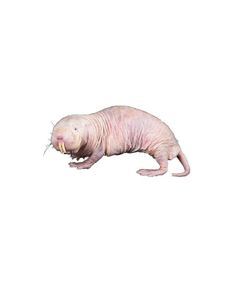 Naked Mole Rat Ipad Case Skin By Cuddly Goblin Redbubble