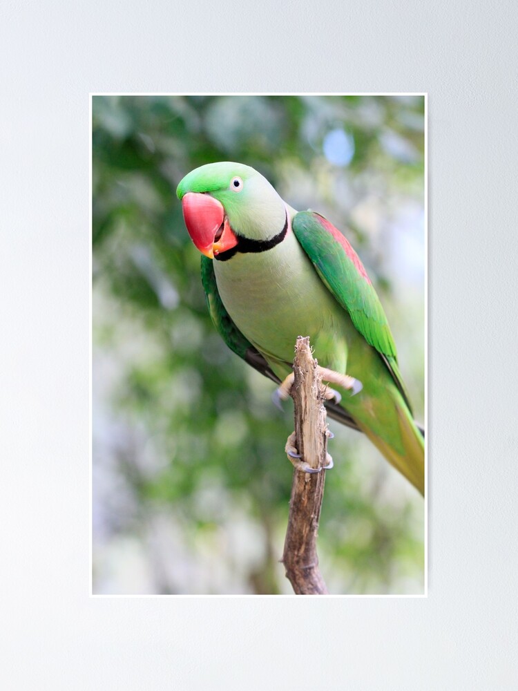 Alexandrine Parrot
