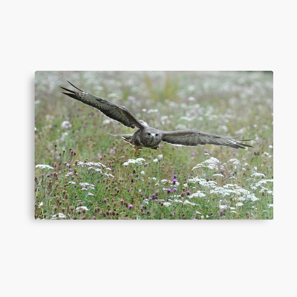 Beautiful Flight Metal Print