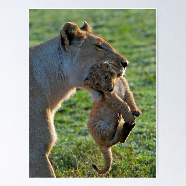 Artikelvorschau, Lioness with Cub entworfen und verkauft von RobertCave.